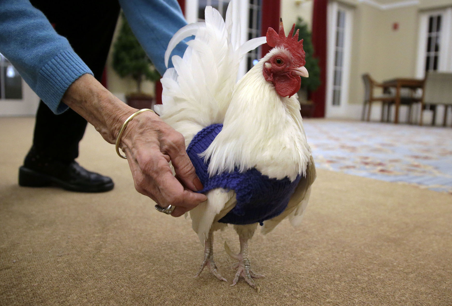 Sweaters for Chickens